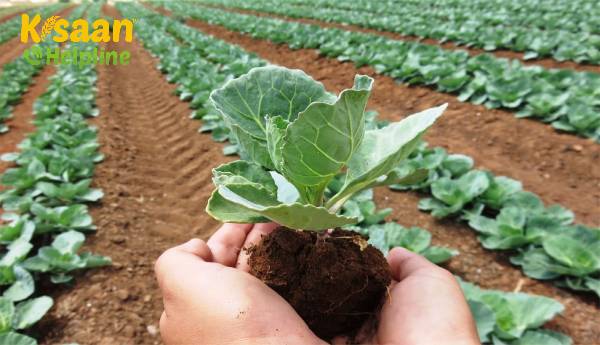 जैविक किसानों की संख्या में भारत पहले स्थान पर, जैविक खेती के तहत क्षेत्रफल के मामले में 9वें स्थान पर